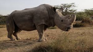 Sudan Is No More: Last Northern Male White Rhino Dies