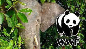 Online Trade of Animal’s Skin Has Raised Elephants Killing In Myanmar