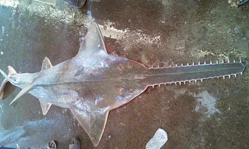 Auction of Giant SawFish In Sindh