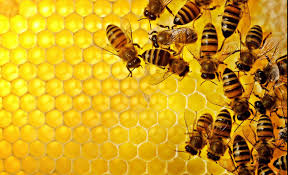 First Ever World Bee Day Launched By UN