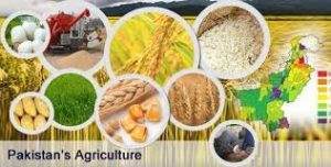 Pakistani Agriculture Needs Digitization