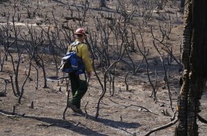 New technique reveals details of forest fire recovery