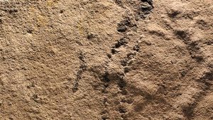 Earliest Animal Footprints Found 