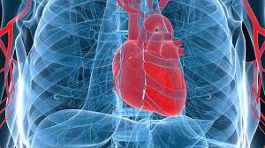 Successful Printing Of 3D Human Heart Tissue-A Major Break Through
