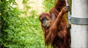 Sumatran Orangutan Puan Dies