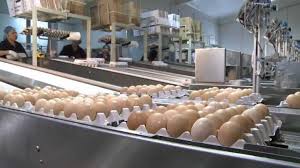 Pakistan’s First Egg Processing Plant