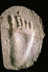 Earliest Animal Footprints Found 