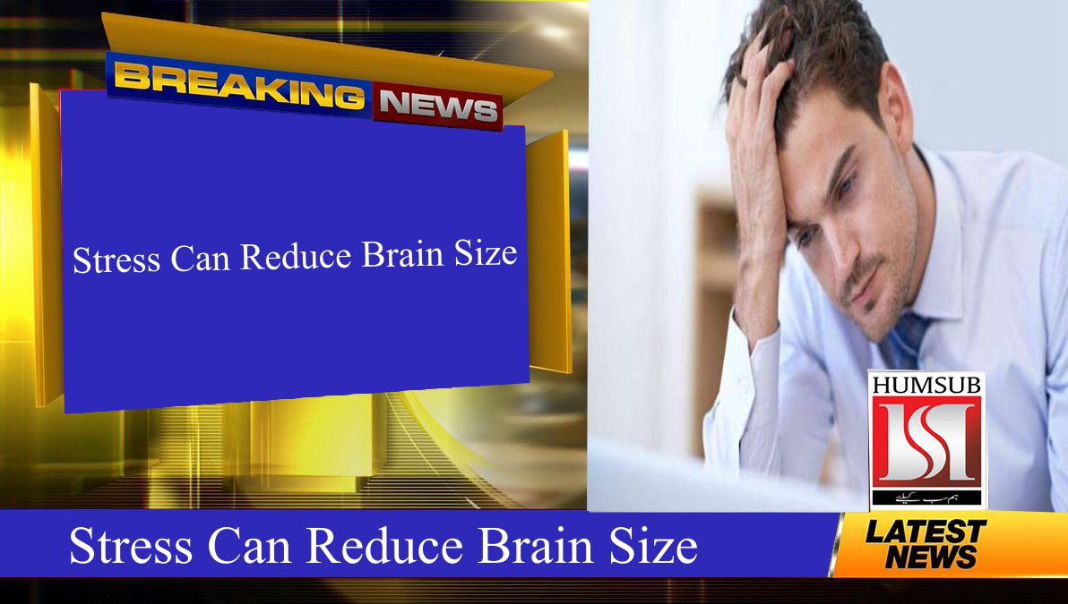Stress Can Reduce Brain Size